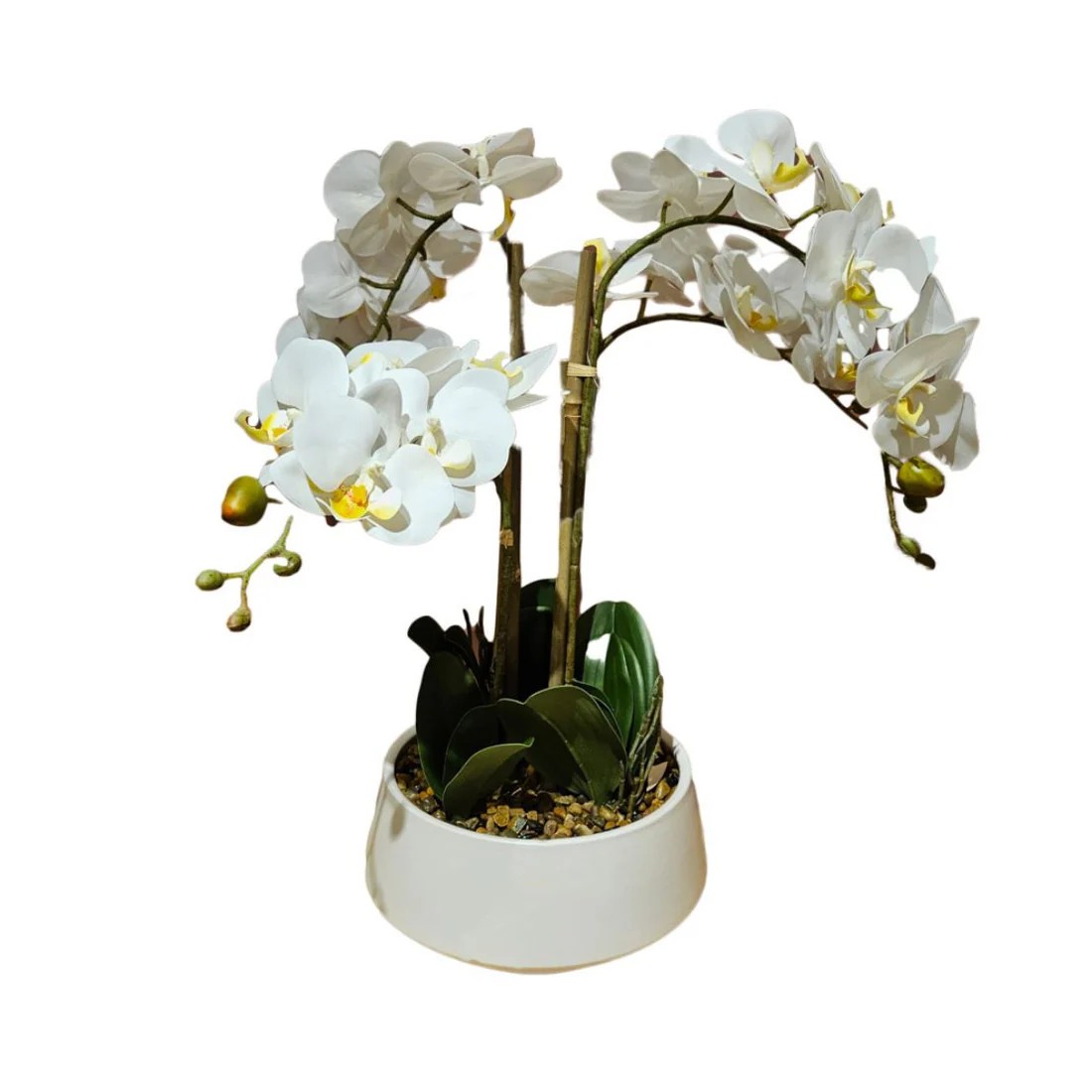 Potted Orchid Medium - White