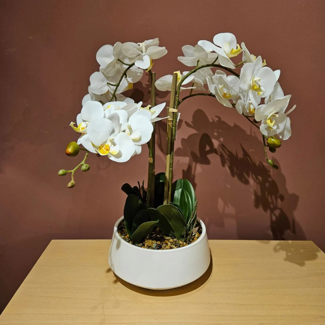 https://furnitureanddesign.ie/wp-content/uploads/2025/08/POTTED-ORCHID-1.jpg