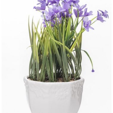 {{brizy_dc_image_alt entityId=